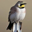 Horned Lark